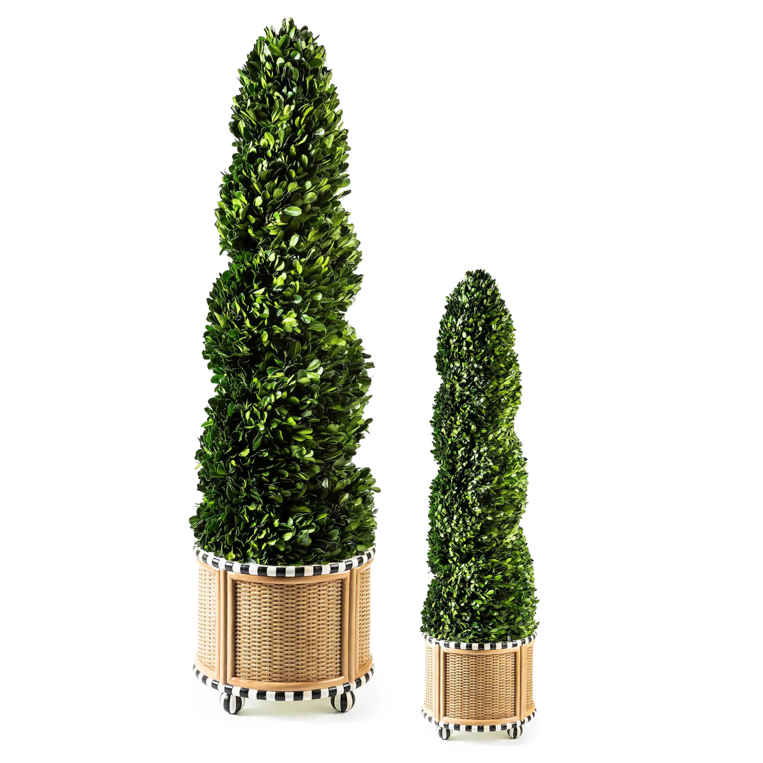 Spring|Greenery & Florals|MacKenzie-Childs Basket Weave Spiral Large Boxwood Topiary